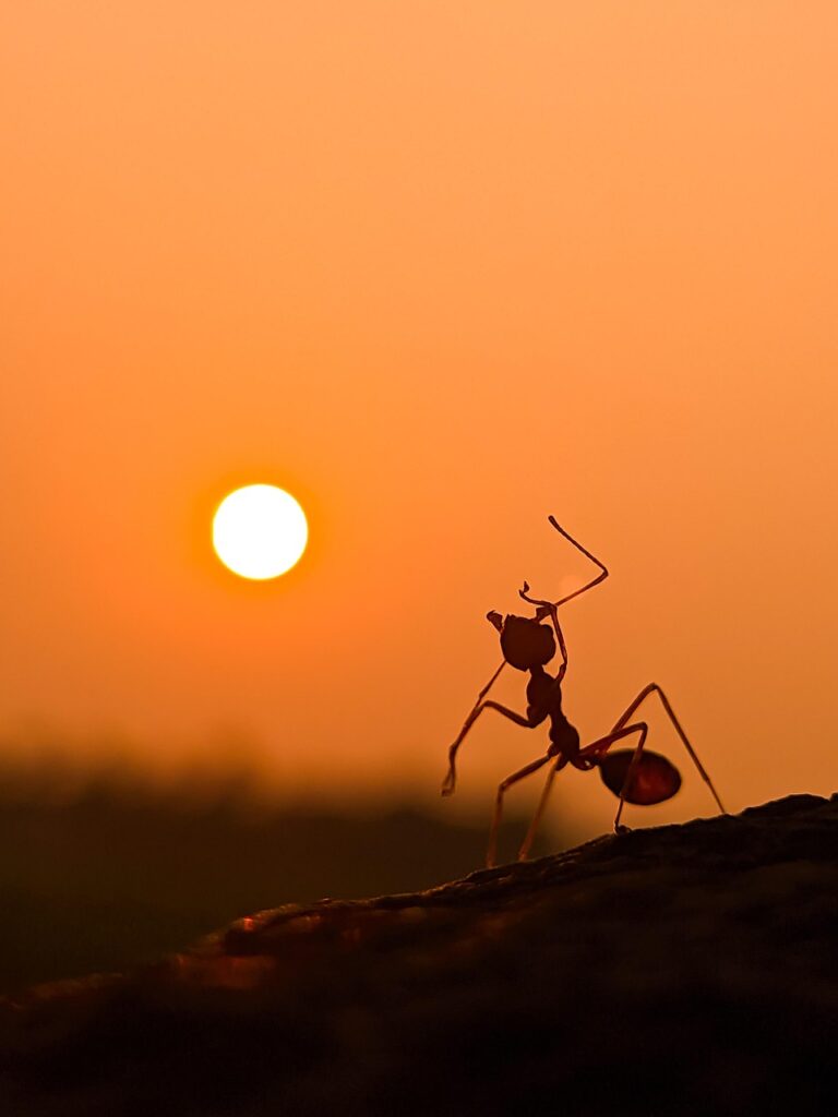 ant, sunset, nature, insect, sun, wild, dusk, ant, ant, ant, ant, ant